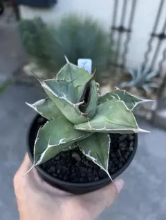 2026年最新】アガベ ブラックダイヤモンドの人気アイテム - メルカリ