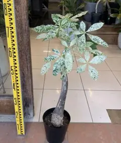 2026年最新】パキラミルキーウェイの人気アイテム - メルカリ