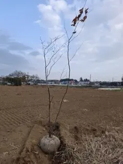 2026年最新】アオダモ 株立ちの人気アイテム - メルカリ