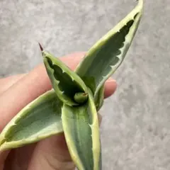 2026年最新】リップルエフェクトの人気アイテム - メルカリ