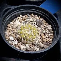 2026年最新】孤竜丸の人気アイテム - メルカリ