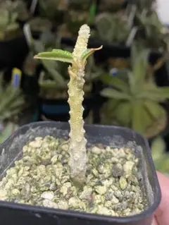 2026年最新】ドルステニア・ギガスの人気アイテム - メルカリ