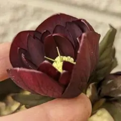 2026年最新】キラメキ クリスマスローズの人気アイテム - メルカリ