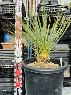 2026年最新】ロストラータ ヘッドの人気アイテム - メルカリ