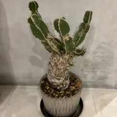 2026年最新】ユーフォルビア ムランジーナの人気アイテム - メルカリ