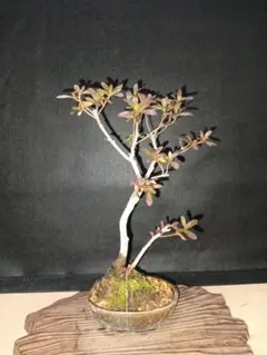 2026年最新】皐月 盆栽の人気アイテム - メルカリ