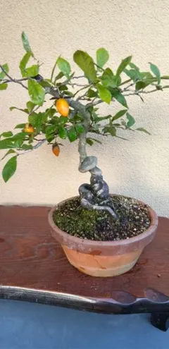 2026年最新】柿 盆栽の人気アイテム - メルカリ