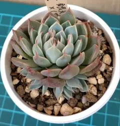 2026年最新】ルイパパさん苗の人気アイテム - メルカリ