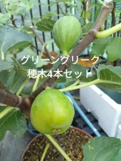 2026年最新】いちじく 挿し木の人気アイテム - メルカリ