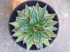 2026年最新】王妃笹の雪b型の人気アイテム - メルカリ