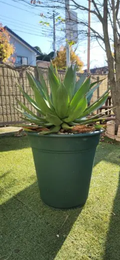 2026年最新】アガベ ブルーグローの人気アイテム - メルカリ