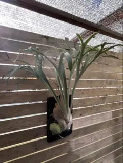 2026年最新】veitchii 2ndの人気アイテム - メルカリ