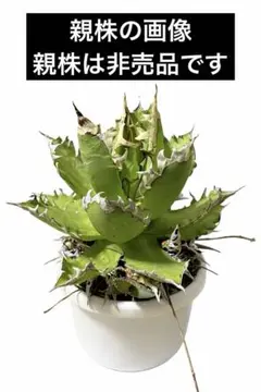 2026年最新】オアハカ 子株の人気アイテム - メルカリ