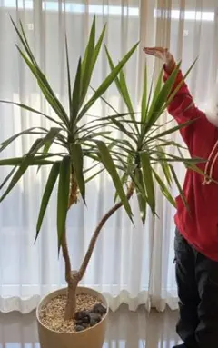 2026年最新】観葉植物 ユッカ エレファンティペスの人気アイテム