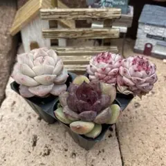 2026年最新】多肉韓国苗の人気アイテム - メルカリ