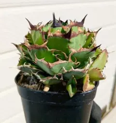 2026年最新】オアハカ 実生の人気アイテム - メルカリ