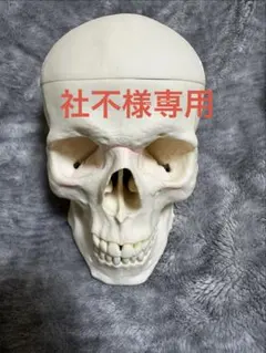 2026年最新】somso 模型の人気アイテム - メルカリ