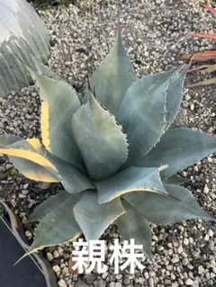 2026年最新】オバティフォリア ハイブリッドの人気アイテム - メルカリ