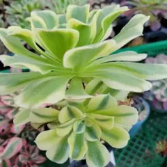 2026年最新】錦 アエオニウムの人気アイテム - メルカリ