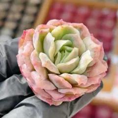 2026年最新】チュールス 多肉の人気アイテム - メルカリ