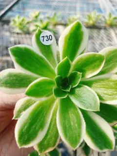 2026年最新】アエオニウム の人気アイテム - メルカリ