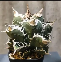 2026年最新】チタノタ 悪魔くんの人気アイテム - メルカリ