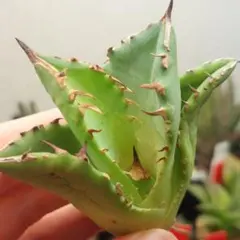 2026年最新】プテラノドン アガベの人気アイテム - メルカリ