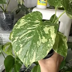 2026年最新】モンステラ デリシオーサ レガシー 斑入りの人気アイテム