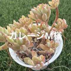 2026年最新】ロウルサンコさん苗の人気アイテム - メルカリ