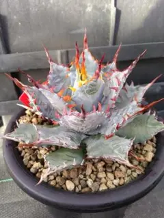 2026年最新】屈原の舞扇 甲蟹の人気アイテム - メルカリ