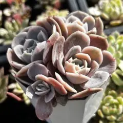 2026年最新】ブルーサプライズ錦の人気アイテム - メルカリ