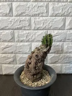 2026年最新】ユーフォルビアムランジーナの人気アイテム - メルカリ