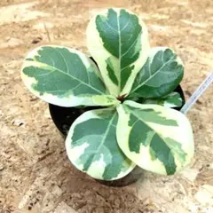 2026年最新】フィカスイヴォンヌの人気アイテム - メルカリ