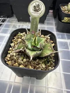 2026年最新】アガベ インドネシアの人気アイテム - メルカリ