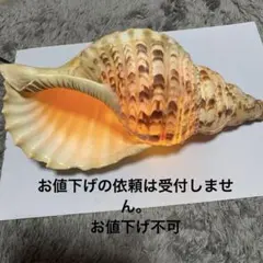 2026年最新】ほらがいの人気アイテム - メルカリ