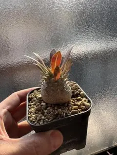 2026年最新】マカイエンセの人気アイテム - メルカリ