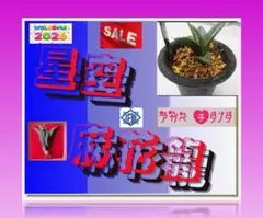 2026年最新】麻花龍 アガベの人気アイテム - メルカリ