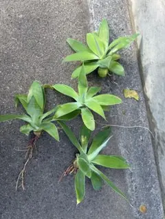 2026年最新】アガベ 子株 セットの人気アイテム - メルカリ