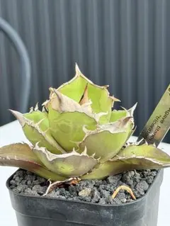 2026年最新】トリケラトプス アガベの人気アイテム - メルカリ