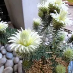 2026年最新】フィリカ プベッセンスの人気アイテム - メルカリ