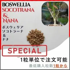 2026年最新】ボスウェリア ナナの人気アイテム - メルカリ