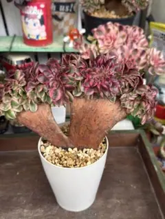 2026年最新】アエオニウム綴化の人気アイテム - メルカリ