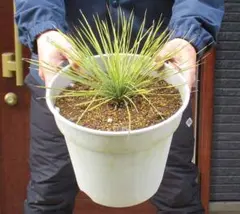 2026年最新】ユッカ リネアリフォリアの人気アイテム - メルカリ