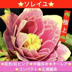 2026年最新】ソレイユ クリスマスローズの人気アイテム - メルカリ