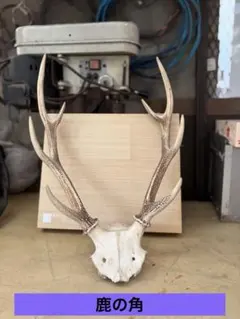 2026年最新】蝦夷鹿 頭蓋骨の人気アイテム - メルカリ