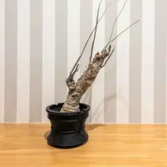 2026年最新】アデニア アクレアータの人気アイテム - メルカリ