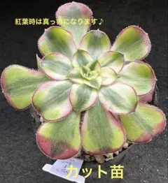 2026年最新】錦 アエオニウムの人気アイテム - メルカリ