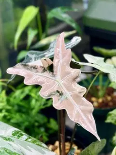 2026年最新】アロカシア ノビリスの人気アイテム - メルカリ