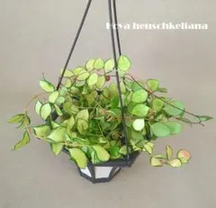 2026年最新】ヘウスケリアナの人気アイテム - メルカリ