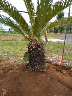 2026年最新】ソテツ 引き取りの人気アイテム - メルカリ